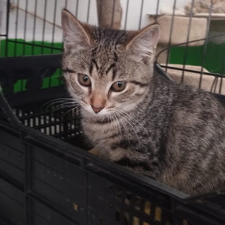 Read more about the article Ceylan