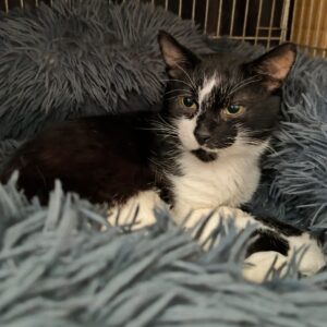 schwarz-weißer Kater, liegt in einem Quarantäne-Käfig auf einem plüschigen Katzenbett, Gesicht ist quasi halb-halb in der Färbung