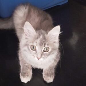 graue Katze, schwach getigert, sehr plüschig, sieht weich aus, frecher Blick