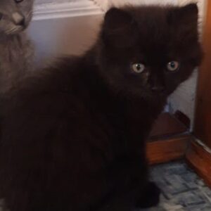 schwarze junge Katze im Winterfell (?)