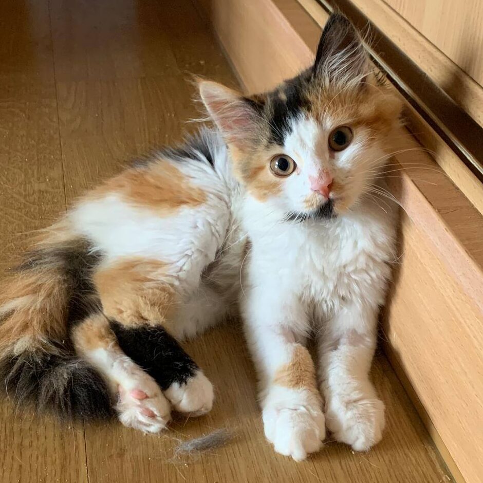 tricolor, junge Katze, schwarzen Fleck am Kinn, lehnt an einem Türrahmen oder ähnlichem