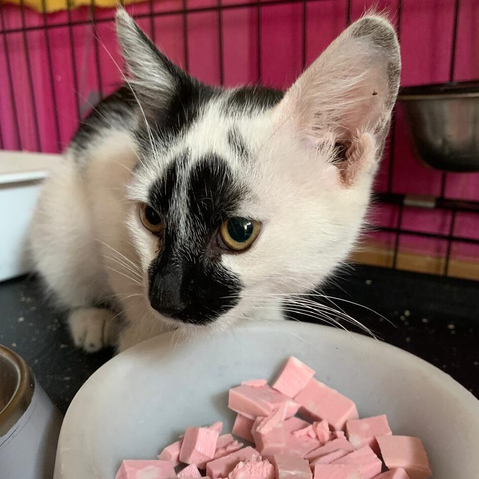 schwarz-weißer junger Kater, in einem Quarantänekäfig, fressend, Fleischwurststückchen, viel weiß, schwarze Nase, Ohren und Rücken mit schwarz
