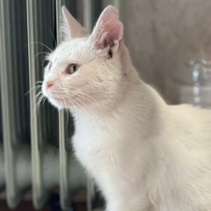 weiße Katze, ein bisschen dreckig, sitzt auf dem Boden vor einer Heizung