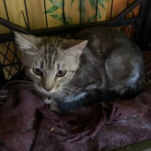 getigerte junge Katze, guckt ängstlich, liegt in einem selbst gebauten Katzenbett in einem Quarantänekäfig