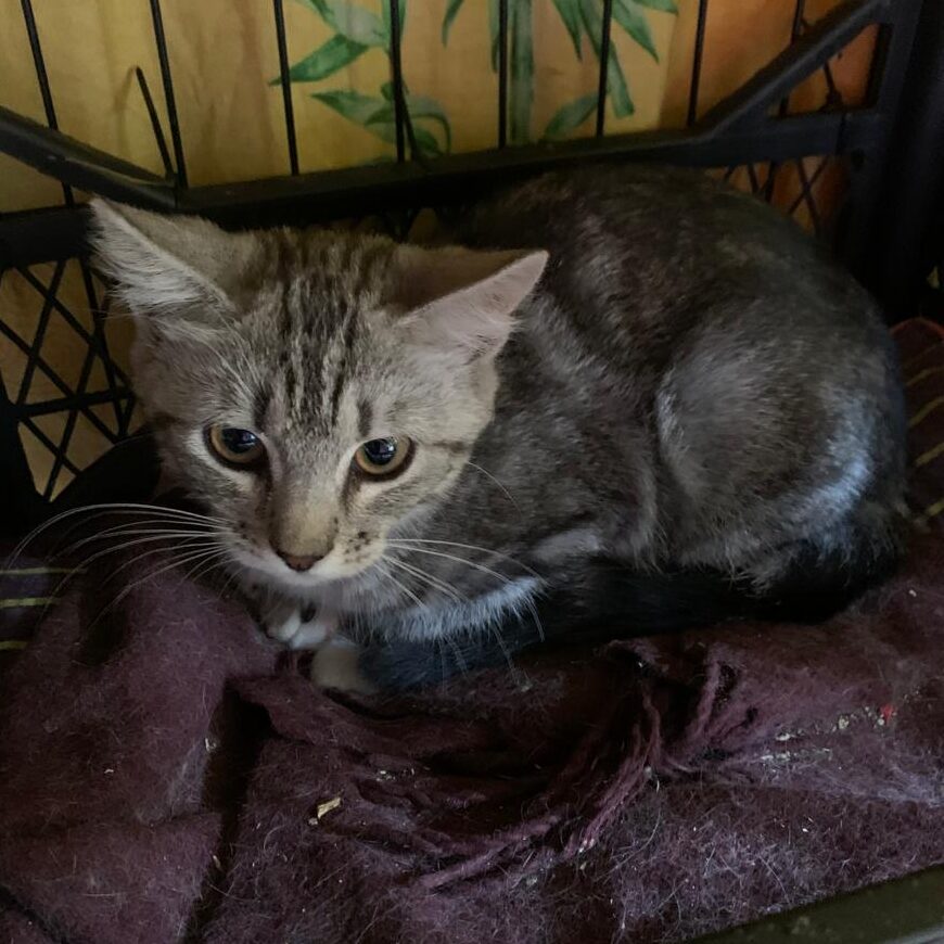 Read more about the article Estrenc