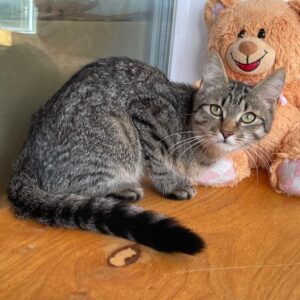 getigerte Katze vor einer Fensterscheibe, Teddy rechts daneben, draußen auf dem Balkon o.ä.