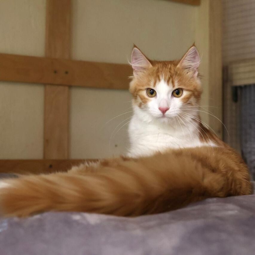 rot-weißer junger Kater, liegt auf dem Boden, vorderer Teil des Körpers erhoben