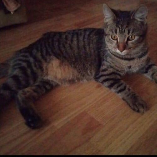 Read more about the article Tigris