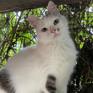 vorwiegend weiße Katze, einige wenige getigerte Flecken, zwei kleine getigerte Flecken rechts neben der Nase, sitzt draußen in einem Außengehege