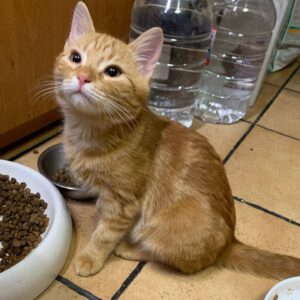 junger roter Kater, sitzt vor einem vollen Futternapf auf terracotta-Fliesen