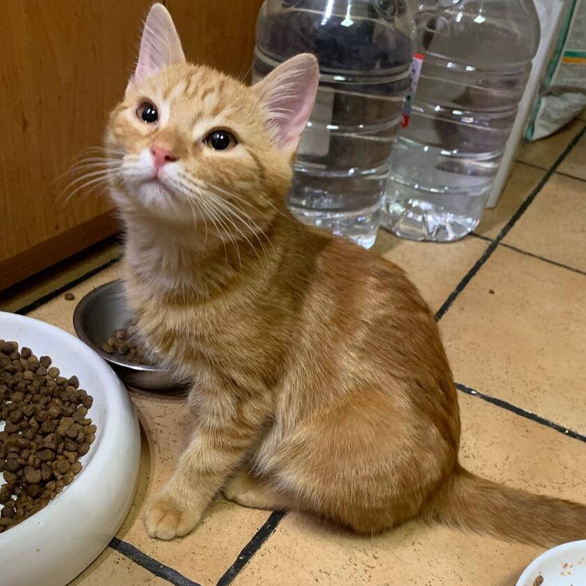 junger roter Kater, sitzt vor einem vollen Futternapf auf terracotta-Fliesen