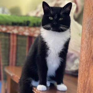 schwarz-weißer Kater, weißer Bauch, weißer Latz, weiße Pfoten, weiße Schwanzspitze, sonst schwarz, sitzt auf einem braunen Tisch, eventuell draußen