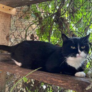 schwarz-weiße Katze, weißer Latz, weiße Pfoten, bisschen um den Mund weiß, sonst alles schwarz, liegt auf einem Balken im Außengehege