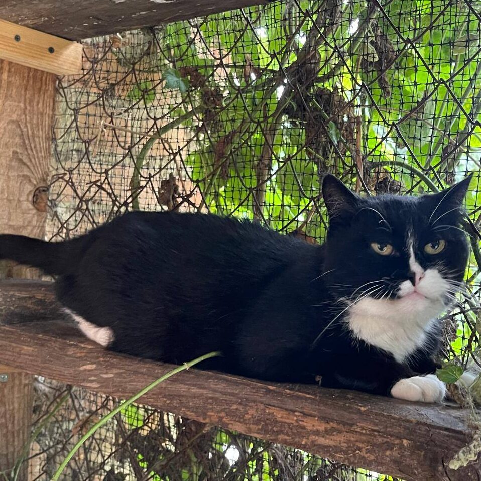 Read more about the article Fiesta