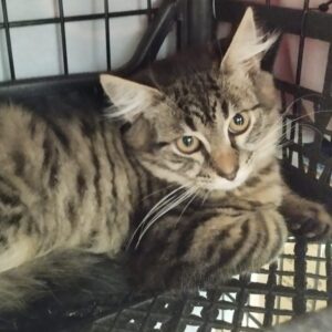 getigerter Kater in einem Käfig, wirkt etwas ängstlich/vorsichtig