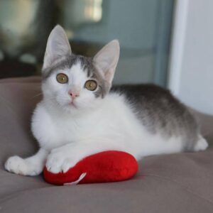 junge grau getigerte Katze mit weißer Brust und Bauch liegt auf Kissen und spielt mit roten Plüschspielzeug