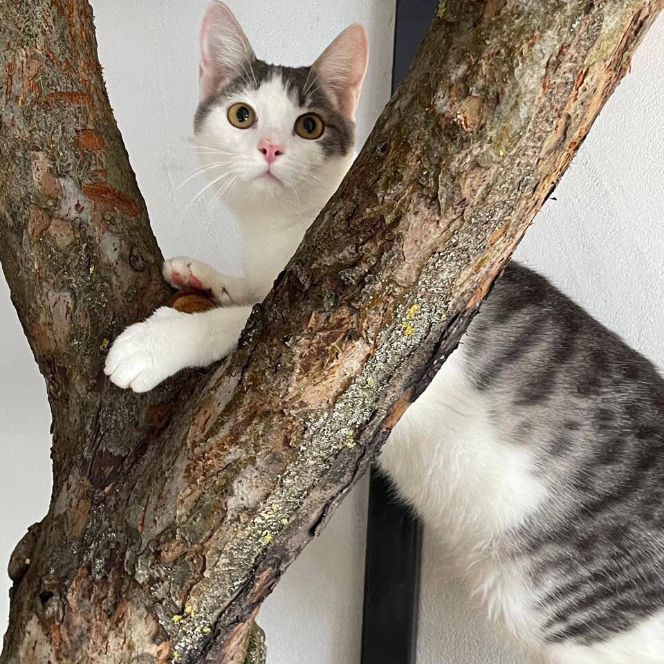 Read more about the article Eaton