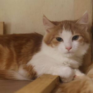 orange getigerte Katze mit mittellangem Fell schaut in Kamera