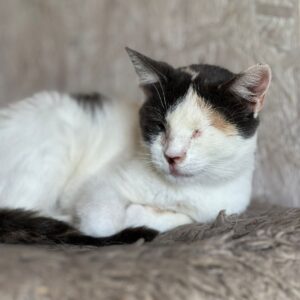 dreifarbige Kurzhaarkatze liegt mit geschlossenen Augen auf hellbrauner Decke