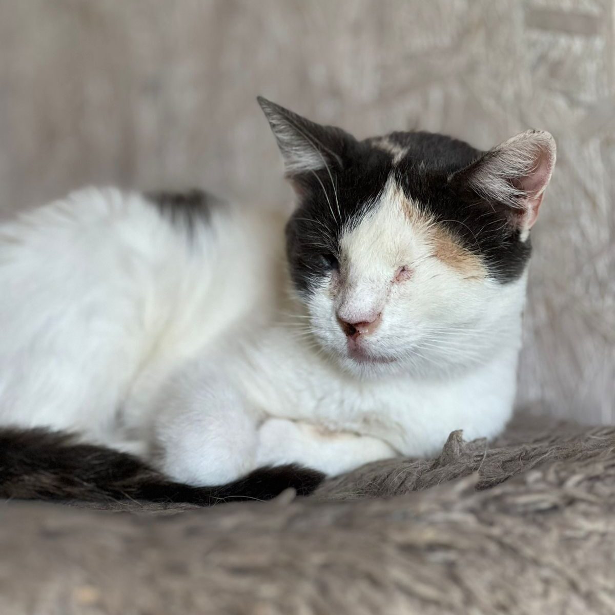 Read more about the article Gretchen