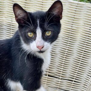 schwarz weiße Kurzhaarkatze mit weißer Nase und schwarzem Fleck am Kinn sitzt in Korbstuhl