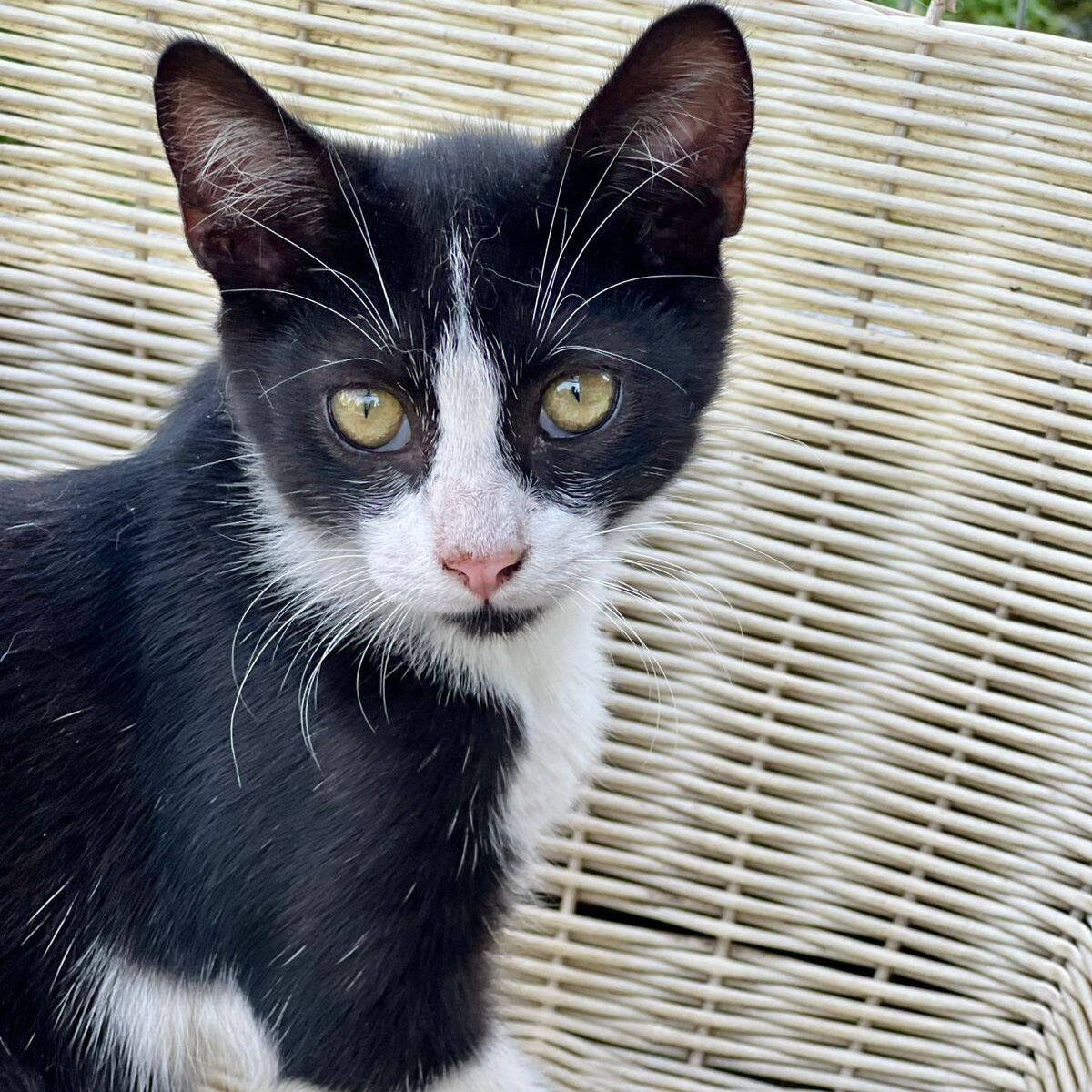 Read more about the article Izak