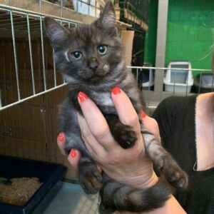 dunkelgrau getigerte Katze wird hochgehoben und schaut in Kamera