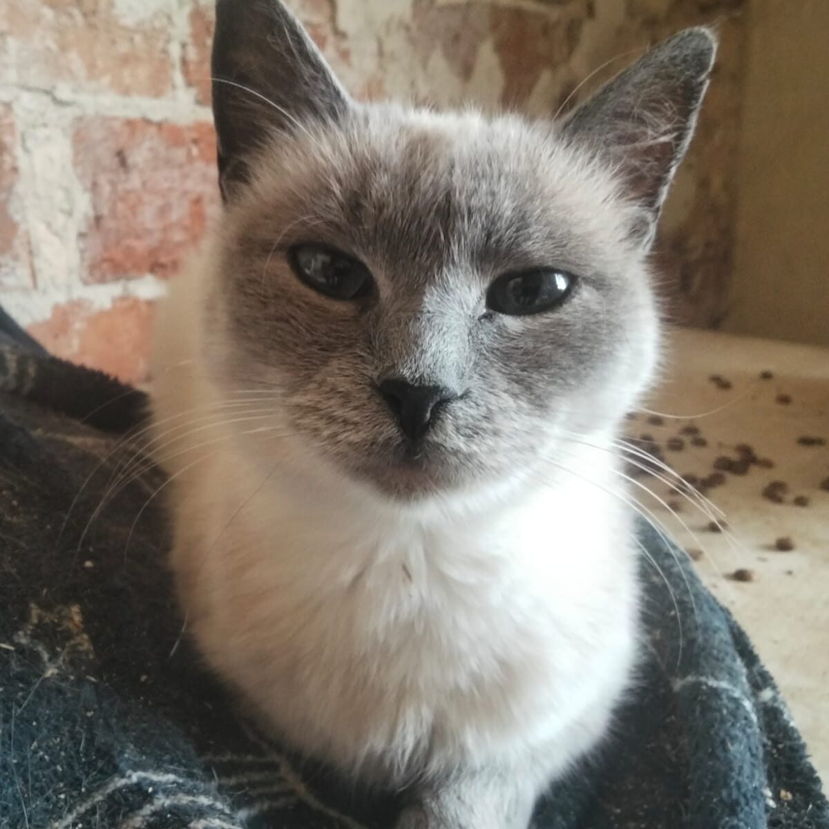 Read more about the article Kuki