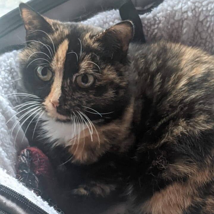 Read more about the article Magby