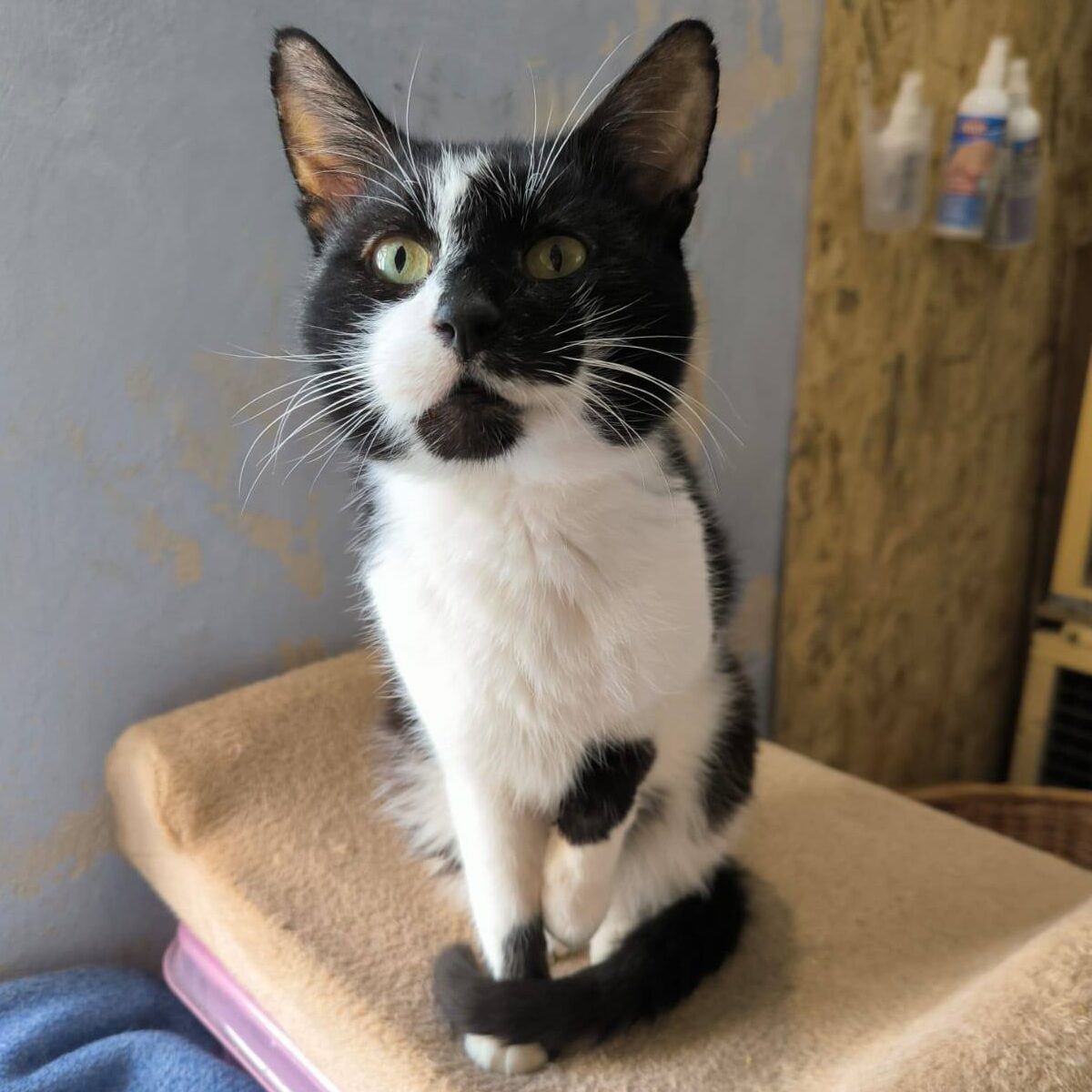 Read more about the article Onyx