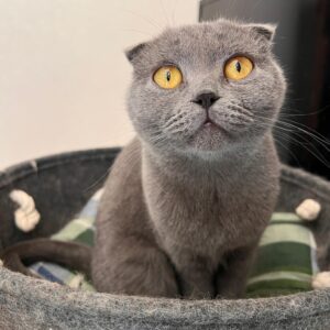 graue Scottish Fold Katze mit bernsteinfarbenen Augen sitzt in grauem Körbchen