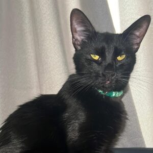 komplett schwarze Kurzhaarkatze mit großen Ohren und grünem Halsband schaut in Kamera