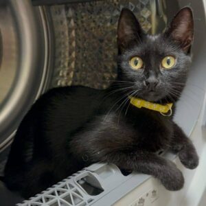 komplett schwarze junge Kurzhaarkatze mit gelben Halsband sitzt in Wäschtrockner und schaut in Kamera