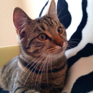 getigerte Kurzhaarkatze mit weißem Maul schaut nach rechts