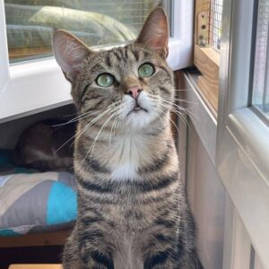 getigerter Kater sitzt vor einem geöffneten, aber abfeaidj