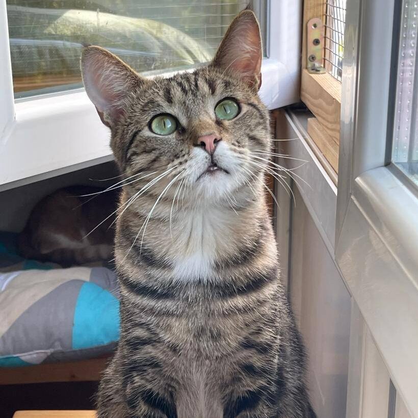 Read more about the article Taigo