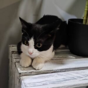 schwarz-weiße Katze, auf einer Holzkiste, neben einem Blumentopf