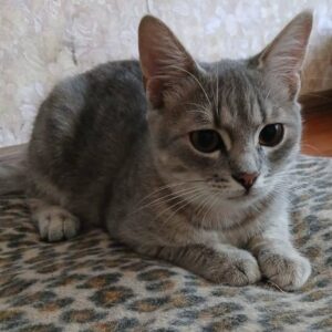 grauer, leicht getigerter junger Kater, liegt auf einer Decke mit Leopardenfellmuster auf dem Boden