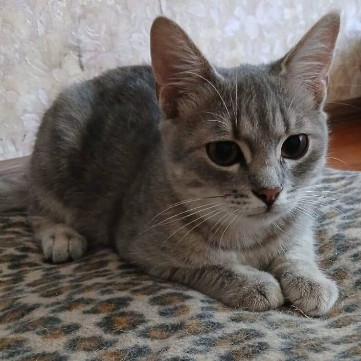 Read more about the article Heinz