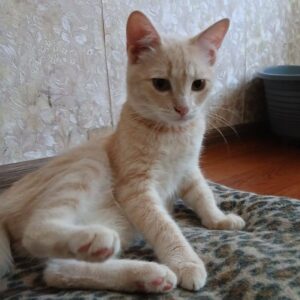 Crémefarbener, leicht getigerter junger Kater, sitzt auf einer Decke mitLLeopardenfellmuster auf dem Boden