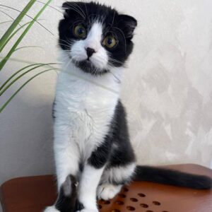 schwarz-weißer Kater, sitzt vor einer weißen Wand, Pflanzen rechts neben ihm, Scottish Fold (?)