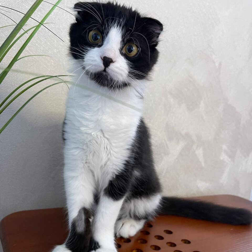 Read more about the article Baloo