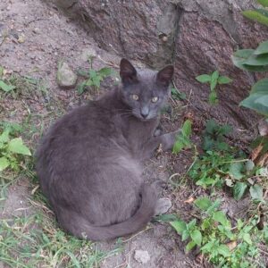 blauer Kater, sitzt eingekringelt im Vorgarten vor Katzencontainer, grün und Erde rundherum