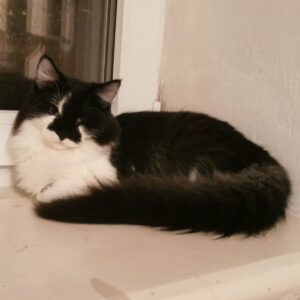 schwarz-weißer Kater, sehr plüschig, halblanghaarig?, vor einem geschlossenen Fenster, dunkel draußen, ein Kratzbaum spiegelt sich im Fenster