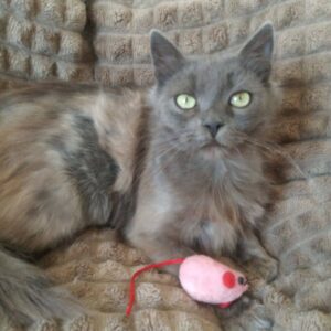 grau-beiger Kater, wie Schildpatt, aber nicht schwarz und beige, sondern grau und beige, mit einer Spielzeugmaus, auf einer grauen Tagesdecke o. ä.