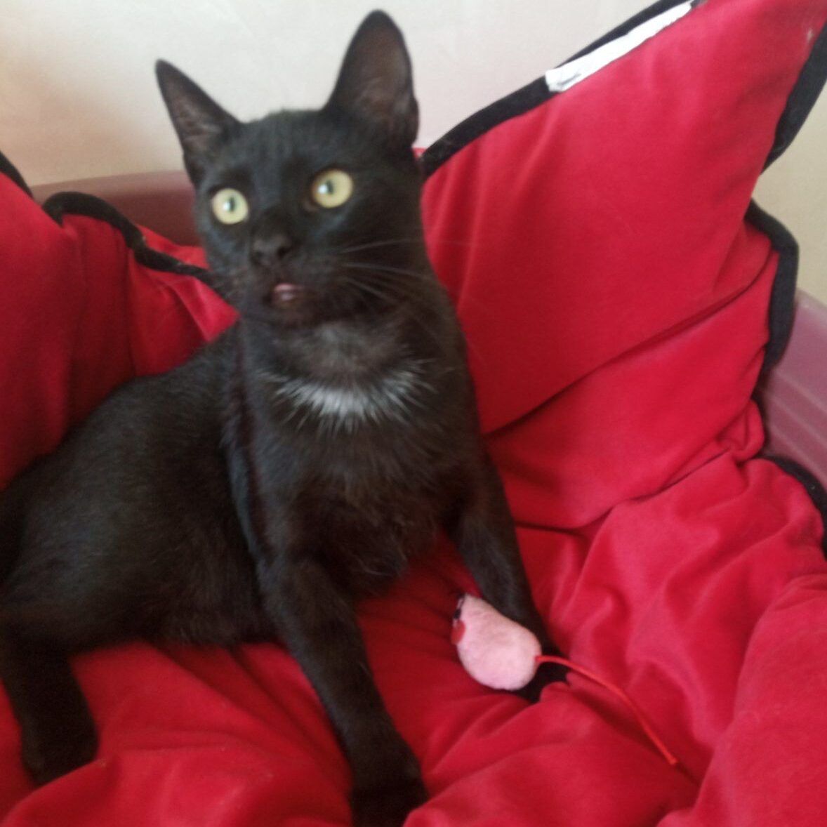 Read more about the article Romeo