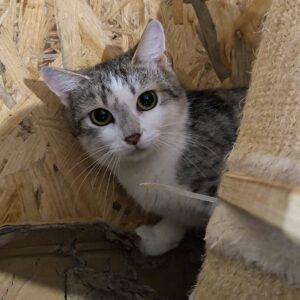 getigert-weiße Katze zwischen Spanplatten, versteckt sich halb, getigerte Nase, drumherum weiß