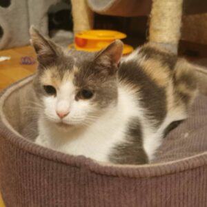 Tricolor mit crème und grau, leicht längeres Fell als bei anderen EKH, liegt in einem Katzenkörbchen aus blassrotem Cordstoff