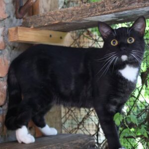 Kater, schwarz/smoke-weiß, Pfotensoitzen weiß, Hals weiß, sitzt im Außengehege