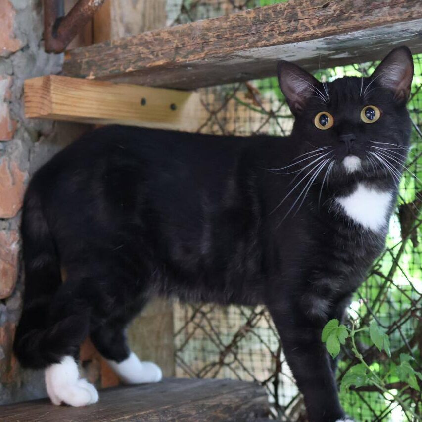 Read more about the article Dakmar